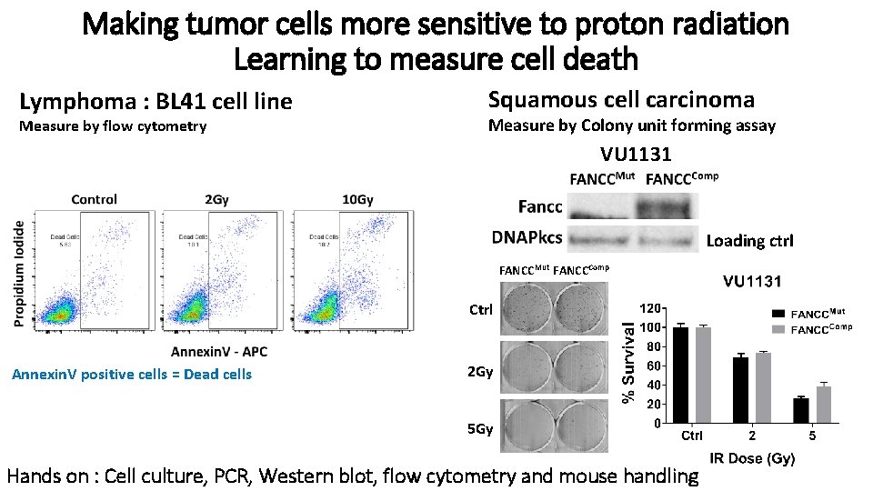 Making tumor cells more sensitive to proton radiation Learning to measure cell death Lymphoma