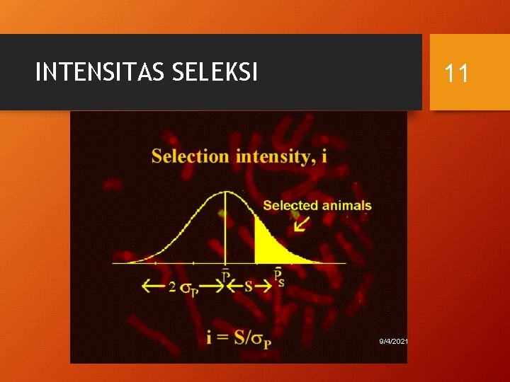 INTENSITAS SELEKSI 11 9/4/2021 