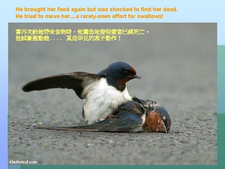 He brought her food again but was shocked to find her dead. He tried