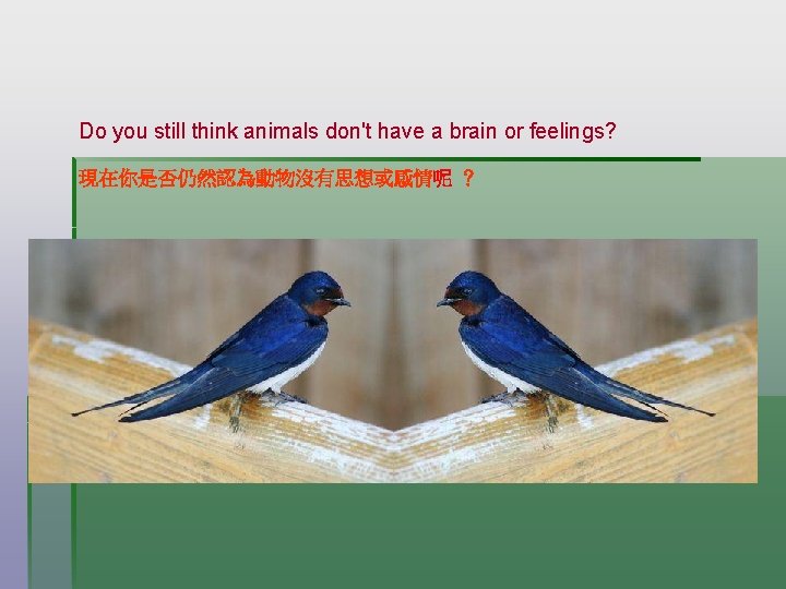 Do you still think animals don't have a brain or feelings? 現在你是否仍然認為動物沒有思想或感情呢 ？ 