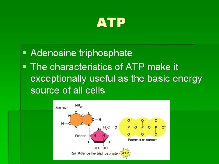 ATP § Adenosine triphosphate § The characteristics of ATP make it exceptionally useful as