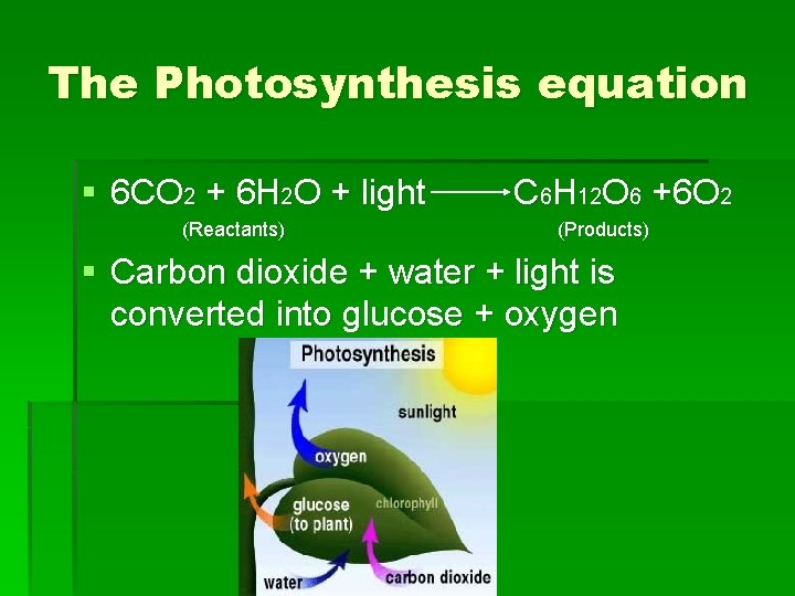 The Photosynthesis equation § 6 CO 2 + 6 H 2 O + light
