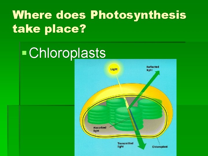 Where does Photosynthesis take place? § Chloroplasts 