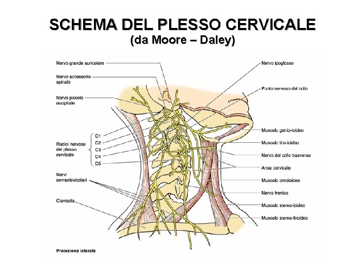 SCHEMA DEL PLESSO CERVICALE (da Moore – Daley) 