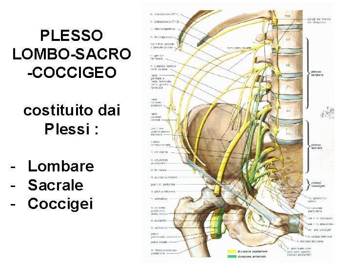 PLESSO LOMBO-SACRO -COCCIGEO costituito dai Plessi : - Lombare - Sacrale - Coccigei 