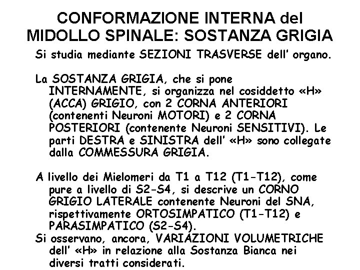 CONFORMAZIONE INTERNA del MIDOLLO SPINALE: SOSTANZA GRIGIA Si studia mediante SEZIONI TRASVERSE dell’ organo.