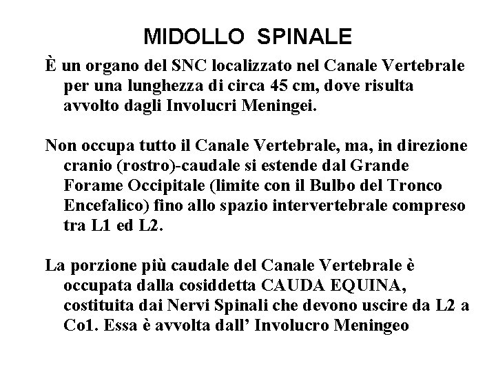 MIDOLLO SPINALE È un organo del SNC localizzato nel Canale Vertebrale per una lunghezza