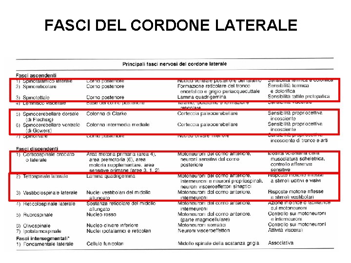 FASCI DEL CORDONE LATERALE 