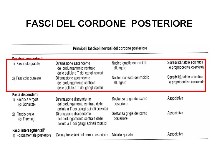 Fasci del Cordone FASCI DEL CORDONE Posteriore POSTERIORE 