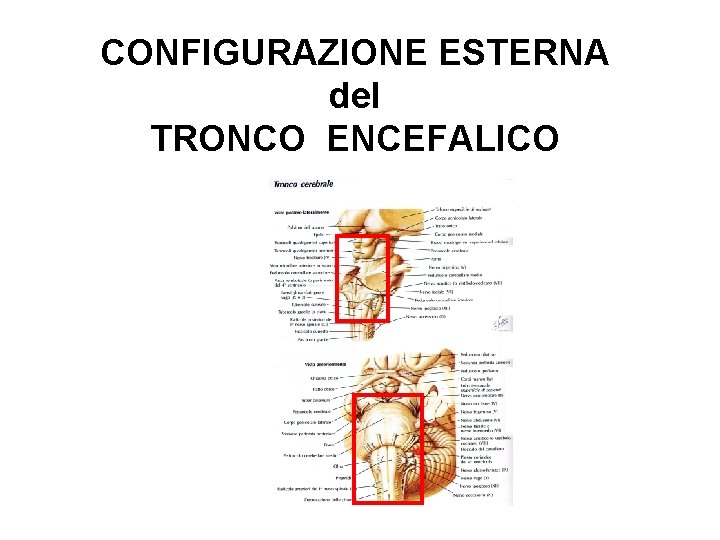 CONFIGURAZIONE ESTERNA del TRONCO ENCEFALICO 