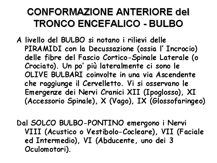 CONFORMAZIONE ANTERIORE del TRONCO ENCEFALICO - BULBO A livello del BULBO si notano i