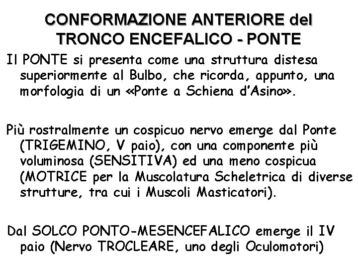 CONFORMAZIONE ANTERIORE del TRONCO ENCEFALICO - PONTE Il PONTE si presenta come una struttura