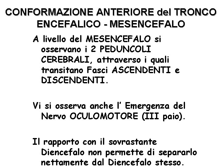 CONFORMAZIONE ANTERIORE del TRONCO ENCEFALICO - MESENCEFALO A livello del MESENCEFALO si osservano i