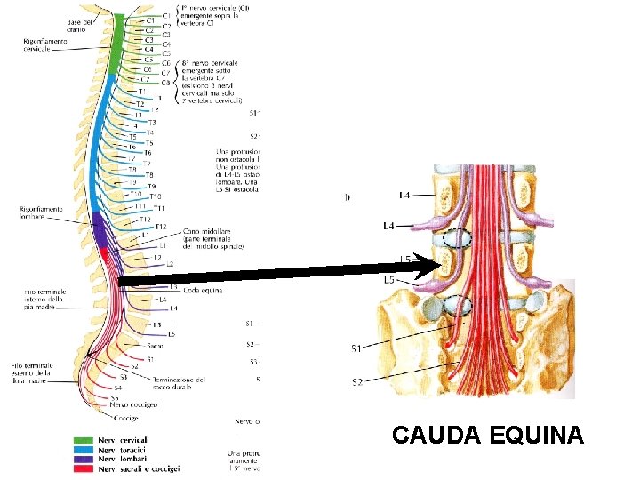 Le radici spinali (31 paia per lato): ventrale (o motrice) e dorsale (o sensitiva