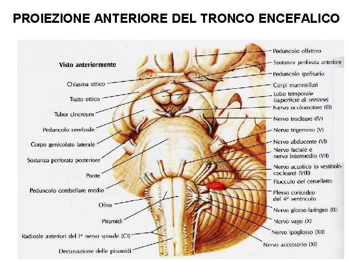 PROIEZIONE ANTERIORE DEL TRONCO ENCEFALICO Superficie ventrale del tronco encefalico 