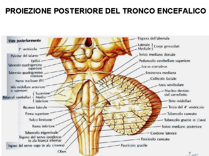 PROIEZIONE POSTERIORE DEL TRONCO ENCEFALICO Superficie dorsale del tronco encefalico 