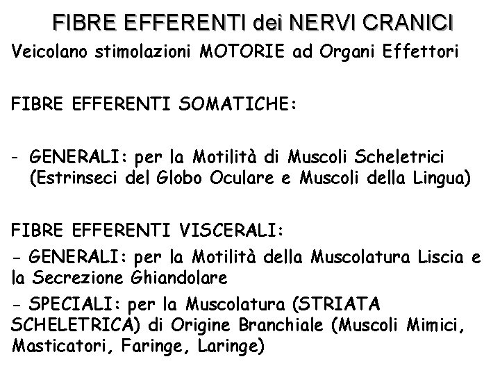 FIBRE EFFERENTI dei NERVI CRANICI Veicolano stimolazioni MOTORIE ad Organi Effettori FIBRE EFFERENTI SOMATICHE: