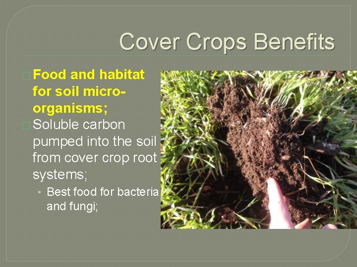Cover Crops Benefits � Food and habitat for soil microorganisms; � Soluble carbon pumped