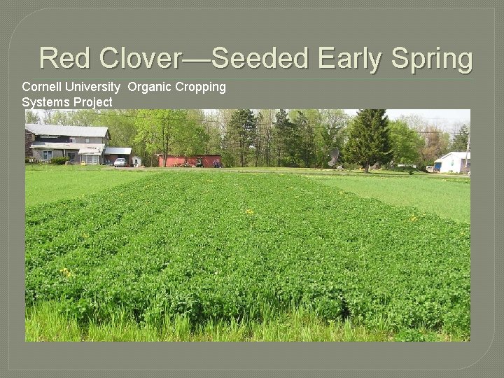 Red Clover—Seeded Early Spring Cornell University Organic Cropping Systems Project 