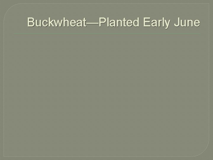 Buckwheat—Planted Early June 