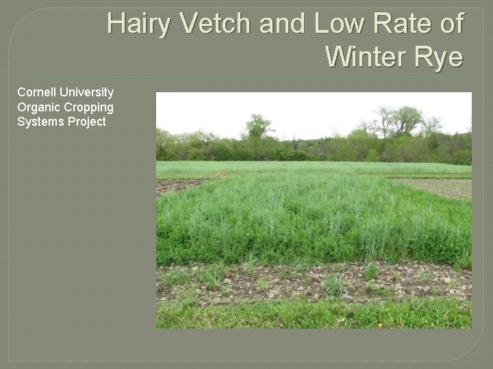 Hairy Vetch and Low Rate of Winter Rye Cornell University Organic Cropping Systems Project