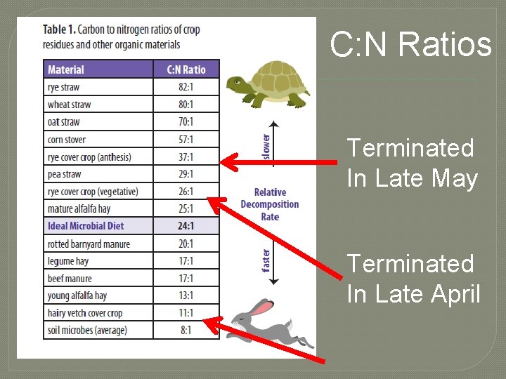 C: N Ratios Terminated In Late May Terminated In Late April 