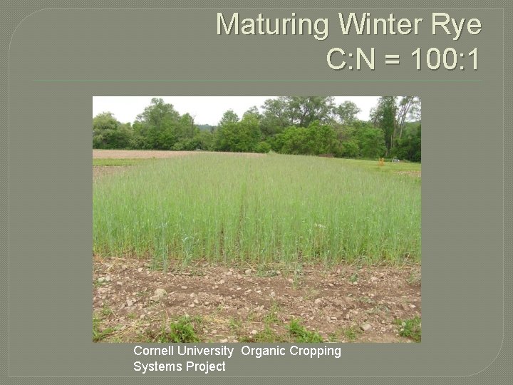 Maturing Winter Rye C: N = 100: 1 Cornell University Organic Cropping Systems Project