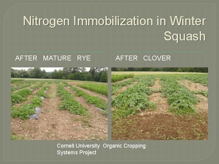 Nitrogen Immobilization in Winter Squash AFTER MATURE RYE AFTER CLOVER Cornell University Organic Cropping