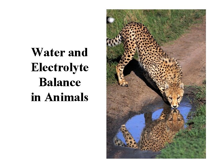 Water and Electrolyte Balance in Animals 