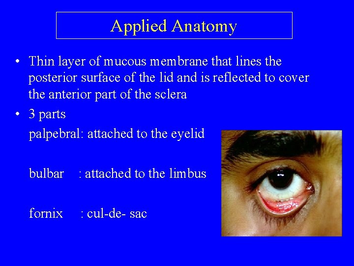 Applied Anatomy • Thin layer of mucous membrane that lines the posterior surface of