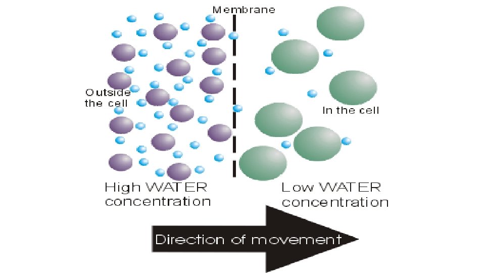 Diffusion Definition The process by which small molecules