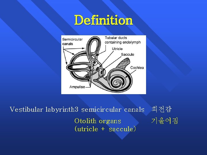 Definition Vestibular labyrinth 3 semicircular canals 회전감 Otolith organs (utricle + saccule) 기울어짐 