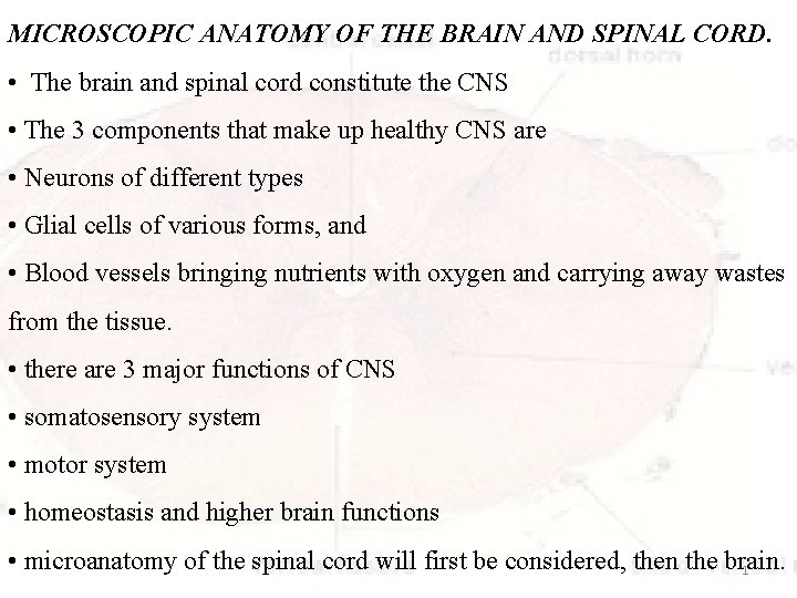 MICROSCOPIC ANATOMY OF THE BRAIN AND SPINAL CORD. • The brain and spinal cord