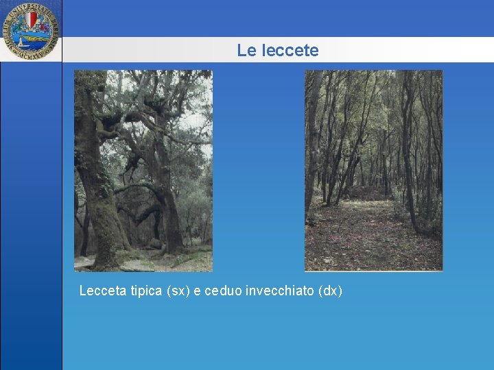 Le leccete Lecceta tipica (sx) e ceduo invecchiato (dx) 