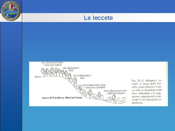 Le leccete 