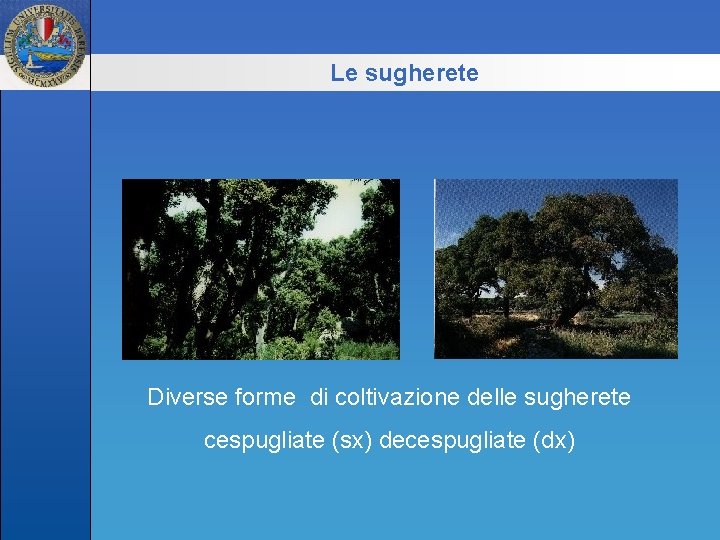 Le sugherete Diverse forme di coltivazione delle sugherete cespugliate (sx) decespugliate (dx) 