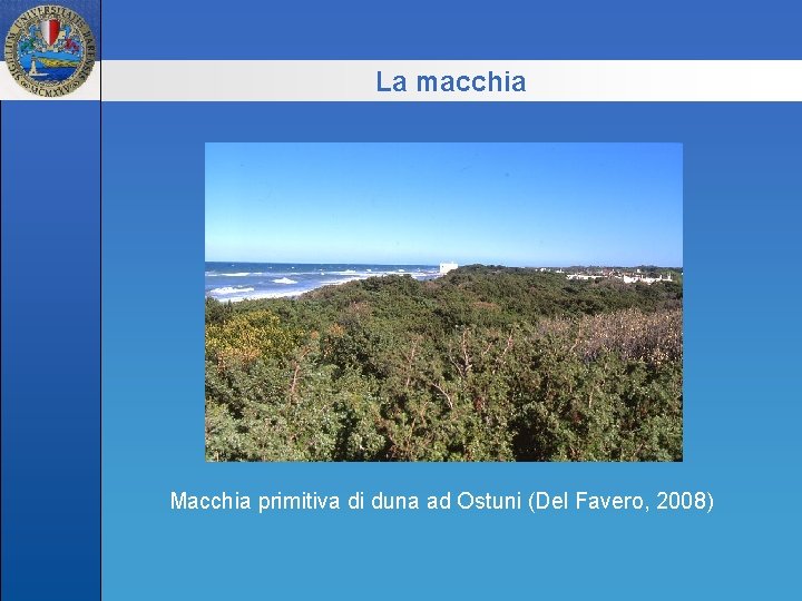 La macchia Macchia primitiva di duna ad Ostuni (Del Favero, 2008) 