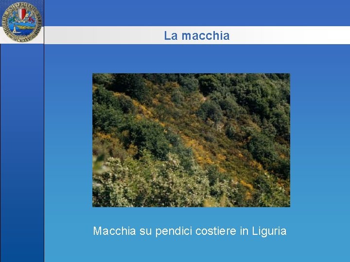 La macchia Macchia su pendici costiere in Liguria 