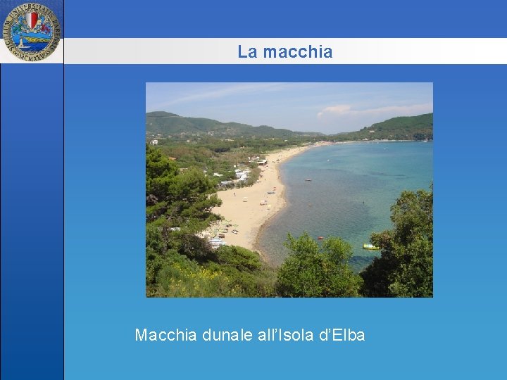 La macchia Macchia dunale all’Isola d’Elba 