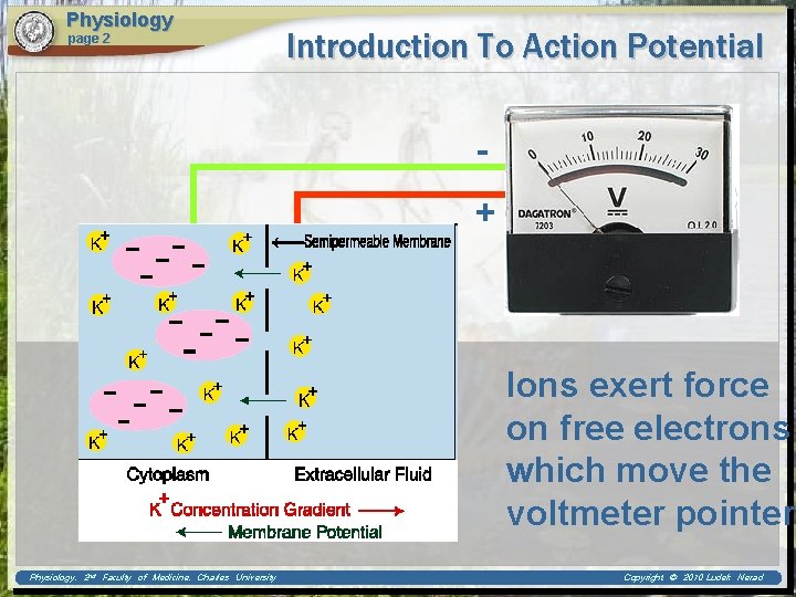 Physiology page 2 Introduction To Action Potential + Ions exert force on free electrons