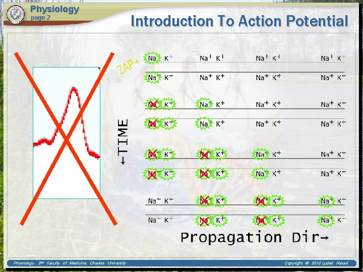 Physiology page 2 Physiology, 2 nd Faculty of Medicine, Charles University Introduction To Action