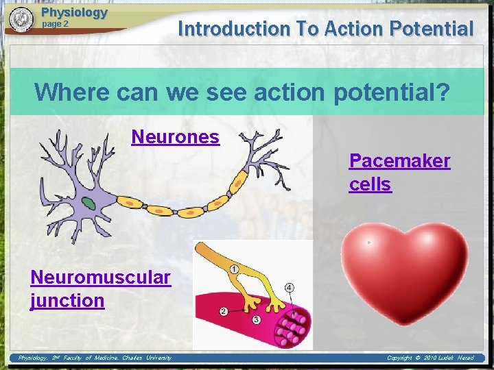 Physiology Introduction To Action Potential page 2 Where can we see action potential? Neurones