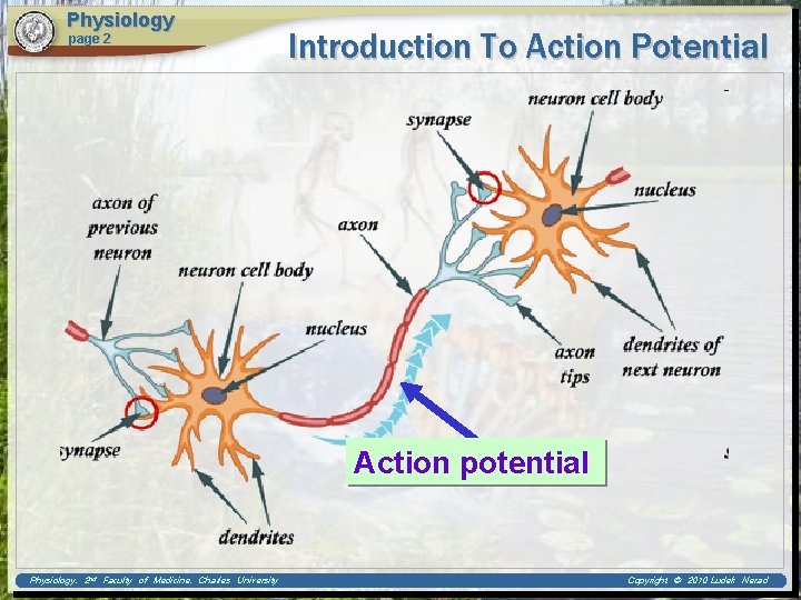 Physiology page 2 Introduction To Action Potential Action potential Physiology, 2 nd Faculty of