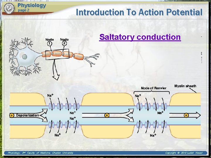 Physiology page 2 Introduction To Action Potential Saltatory conduction Physiology, 2 nd Faculty of