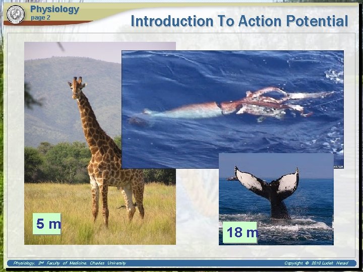 Physiology page 2 5 m Physiology, 2 nd Faculty of Medicine, Charles University Introduction