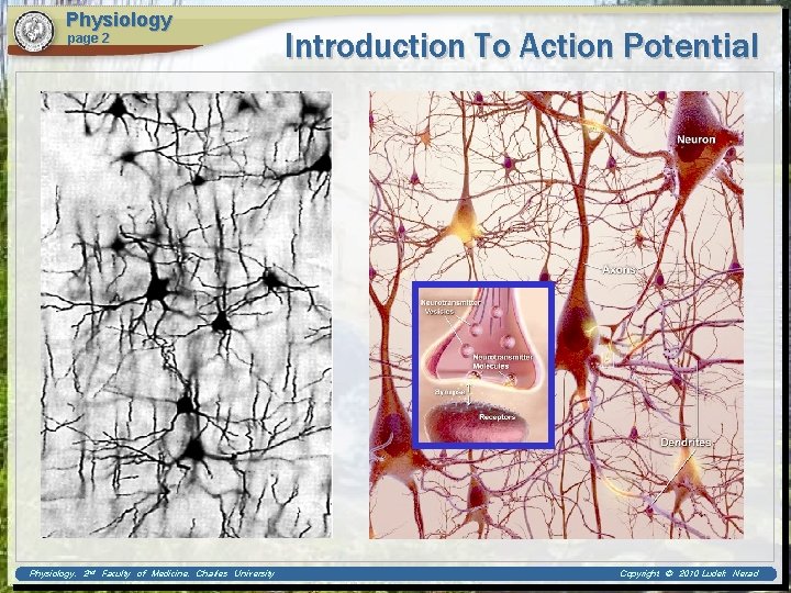 Physiology page 2 Physiology, 2 nd Faculty of Medicine, Charles University Introduction To Action