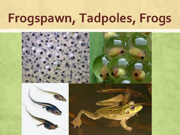 Frogspawn, Tadpoles, Frogs 