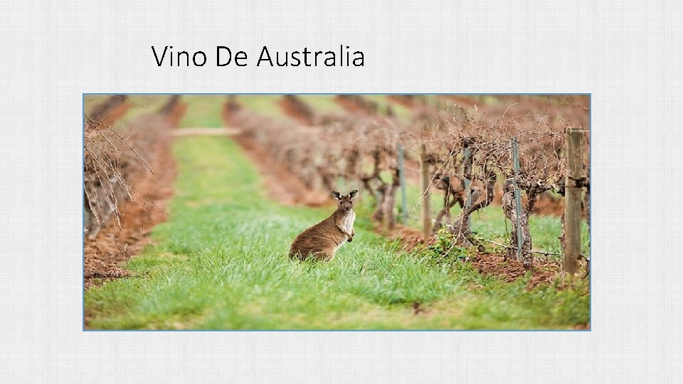 Vino De Australia 