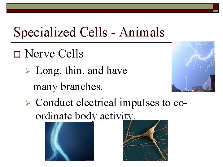 Specialized Cells - Animals o Nerve Cells Long, thin, and have many branches. Ø Specialized Cells - Animals o Nerve Cells Long, thin, and have many branches. Ø