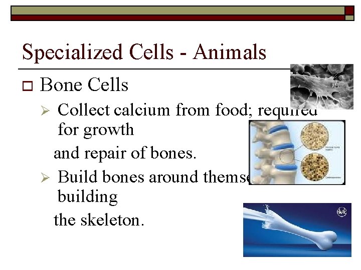 Specialized Cells - Animals o Bone Cells Collect calcium from food; required for growth